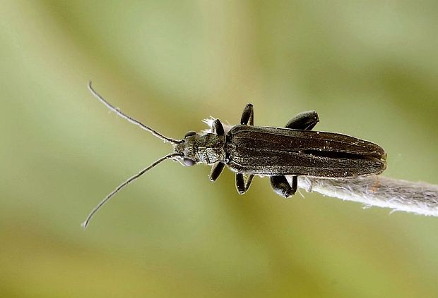 stehnáč zelený Oedemera virescens