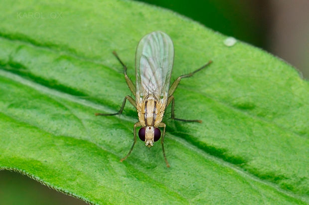 lajniarka Parallelomma albipes (cf.)