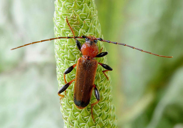 fuzáč Phymatodes testaceus Linnaeus, 1758