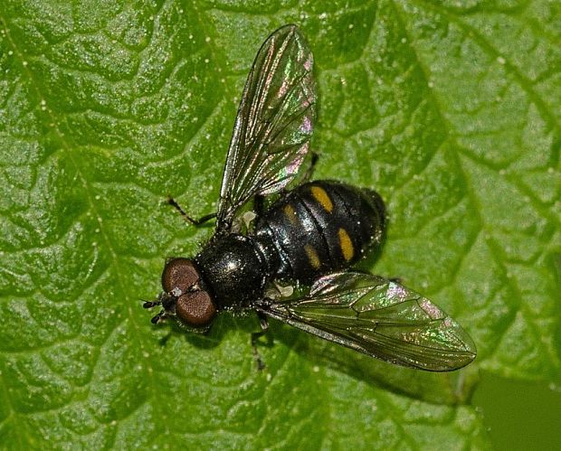 pestrica Pipiza quadrimaculata ♂