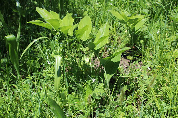 kokorík mnohokvetý Polygonatum multiflorum (L.) All.