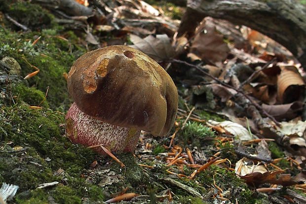 hríb zrnitohlúbikový Sutorius luridiformis (Rostk.) G. Wu & Zhu L. Yang