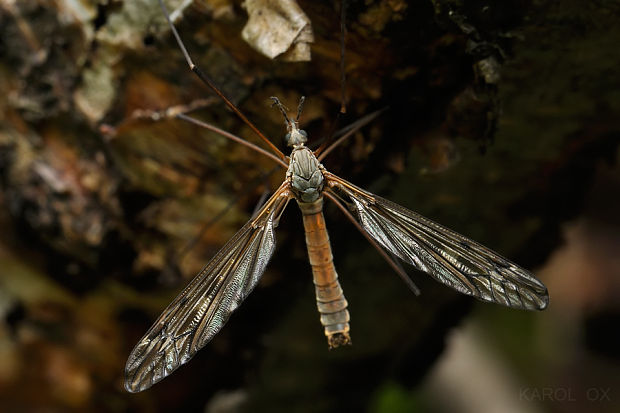 tipuľa horská Tipula scripta ♂