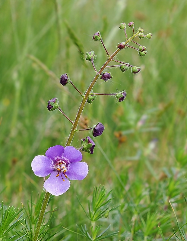 divozel tmavočervený Verbascum phoeniceum L.