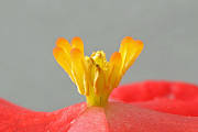 asi begonia semperflorens