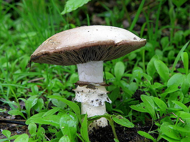 pečiarka Agaricus sp.