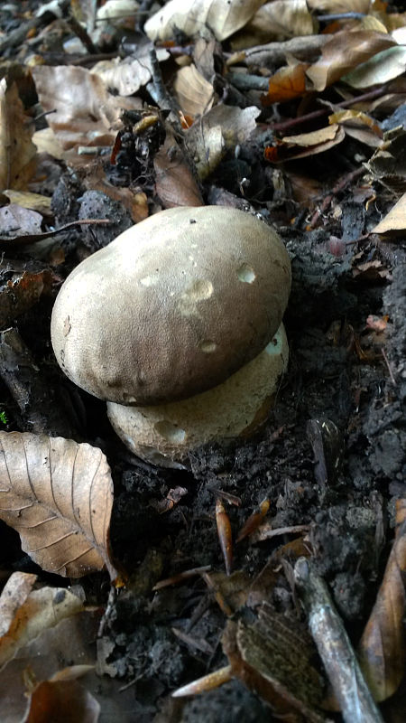 hríb dubový Boletus reticulatus Schaeff.