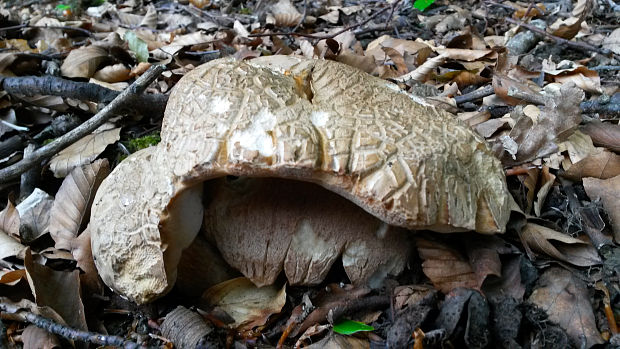 hríb dubový Boletus reticulatus Schaeff.