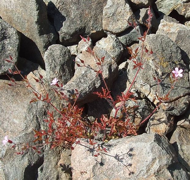 pakost smradľavý Geranium robertianum L.