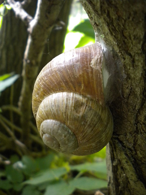 slimák záhradný Helix pomatia