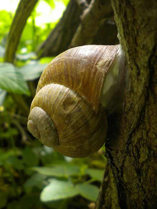 slimák záhrdný Helix pomatia