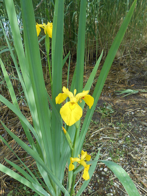 kosatec žltý Iris pseudacorus L.