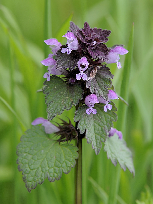 hluchavka purpurová Lamium purpureum L.