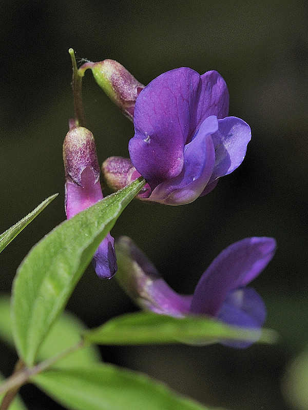 hrachor jarný Lathyrus vernus (L.) Bernh.