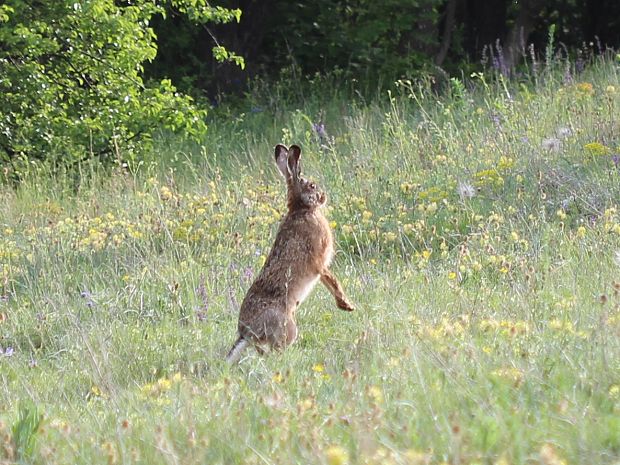 zajac poľný Lepus europaeus