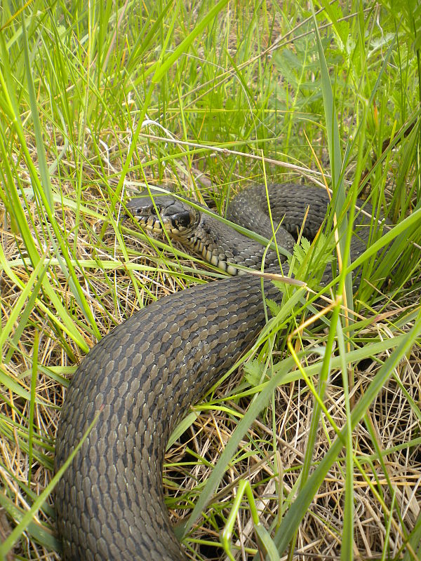 užovka obojková Natrix natrix