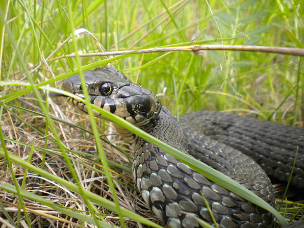 užovka obojková Natrix natrix