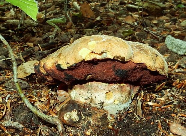 hríb zrnitohlúbikový Neoboletus xanthopus (Quél.) Krieglst.