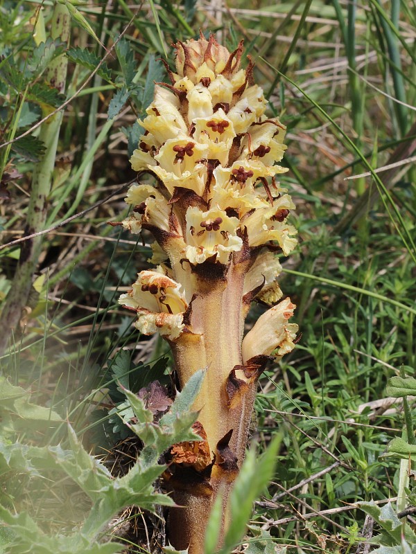 záraza sieťnatá Orobanche reticulata Wallr.