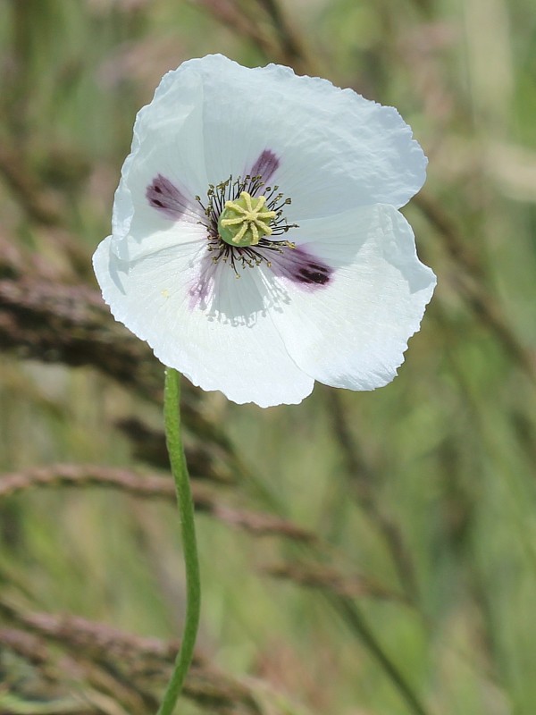 mak pochybný bielokvetý Papaver dubium subsp. austromoravicum (Kubát) Hörandl