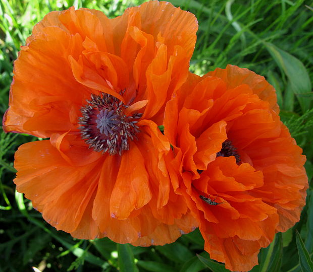 pre potesenie oka:) Papaver orientale