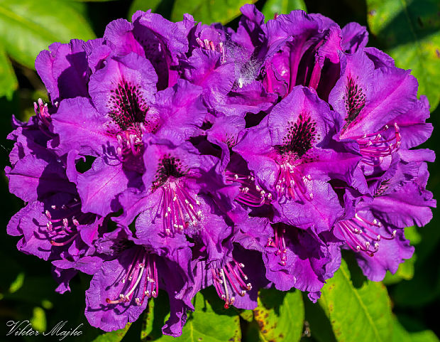 rododendron Rhododendron sp.