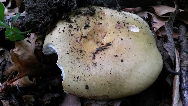 plávka Russula sp.