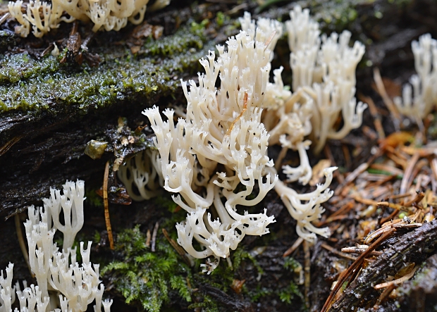 korunovec svietnikovitý Artomyces pyxidatus (Pers.) Jülich