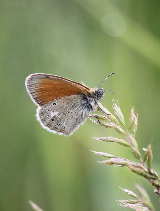 očkáň traslicový  Coenonympha glycerion