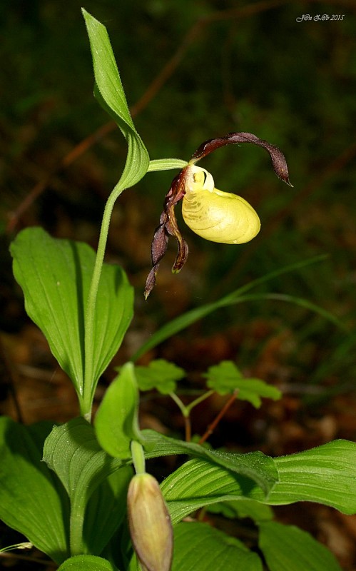 črievičník papučkový Cypripedium calceolus L.