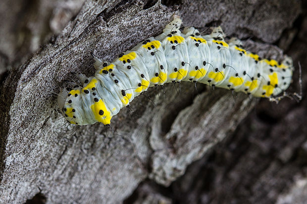 mramorovka modrohlavá Diloba caeruleocephala