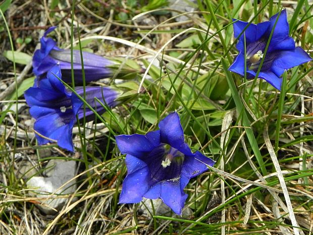 horec clusiov Gentiana clusii Perr. et Songeon