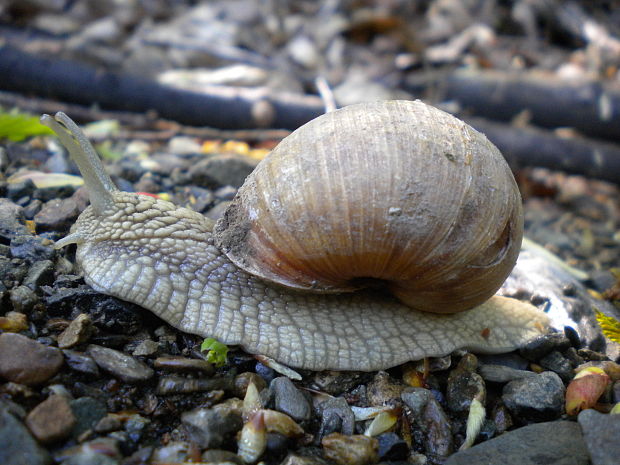 slimák záhradný Helix pomatia