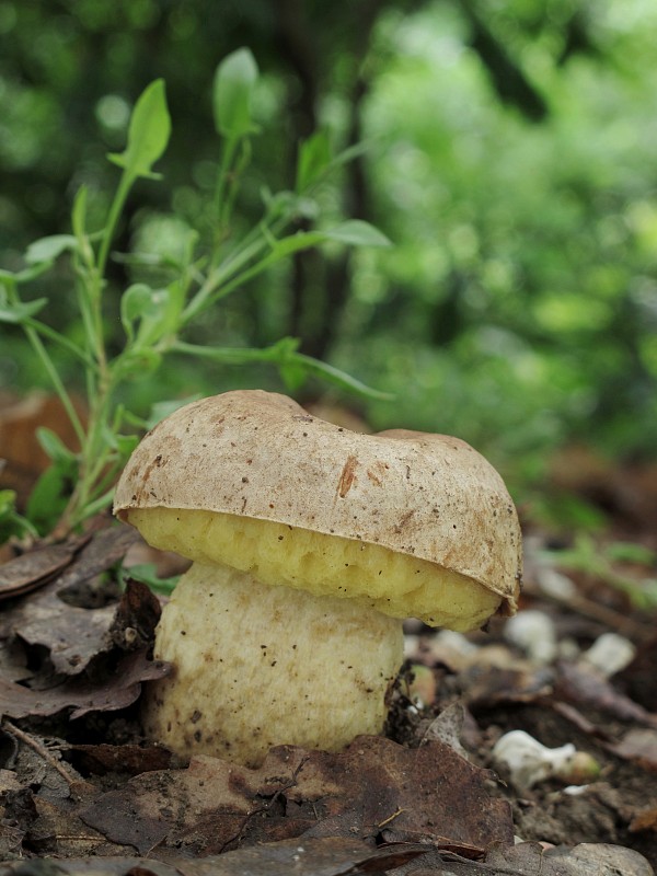 hríb plavý Hemileccinum impolitum (Fr.) Šutara