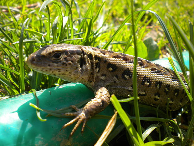 jašterica krátkohlavá Lacerta agilis