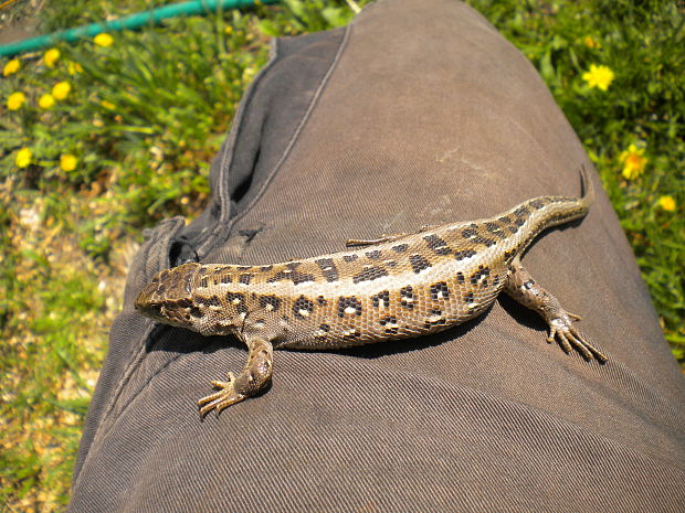 jašterica krátkohlavá Lacerta agilis