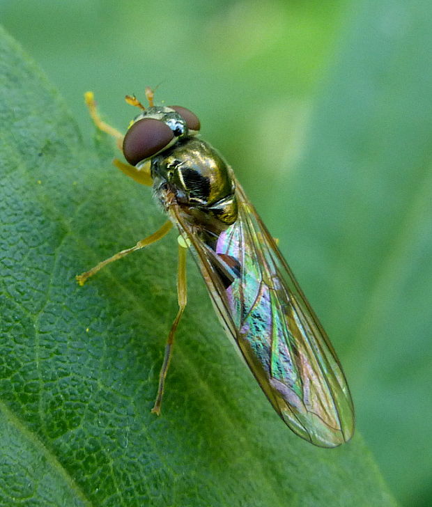 pestrica Melanostoma scalare ?