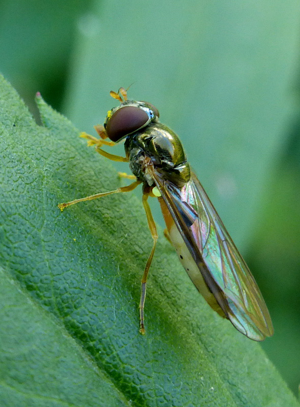 pestrica Melanostoma scalare ?