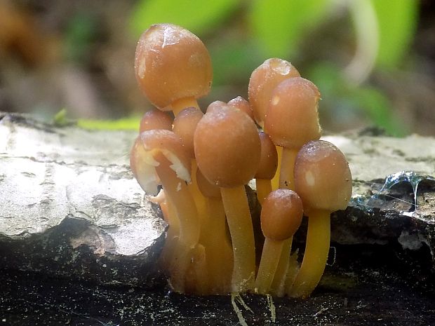 prilbička žltohlúbiková Mycena renati Quél.