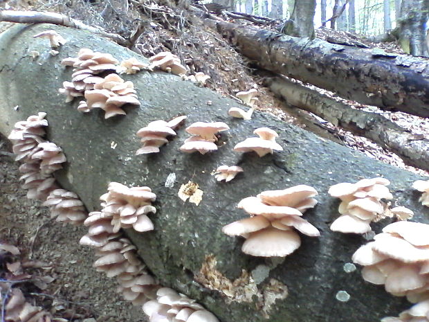 hliva buková Pleurotus pulmonarius (Fr.) Quél.