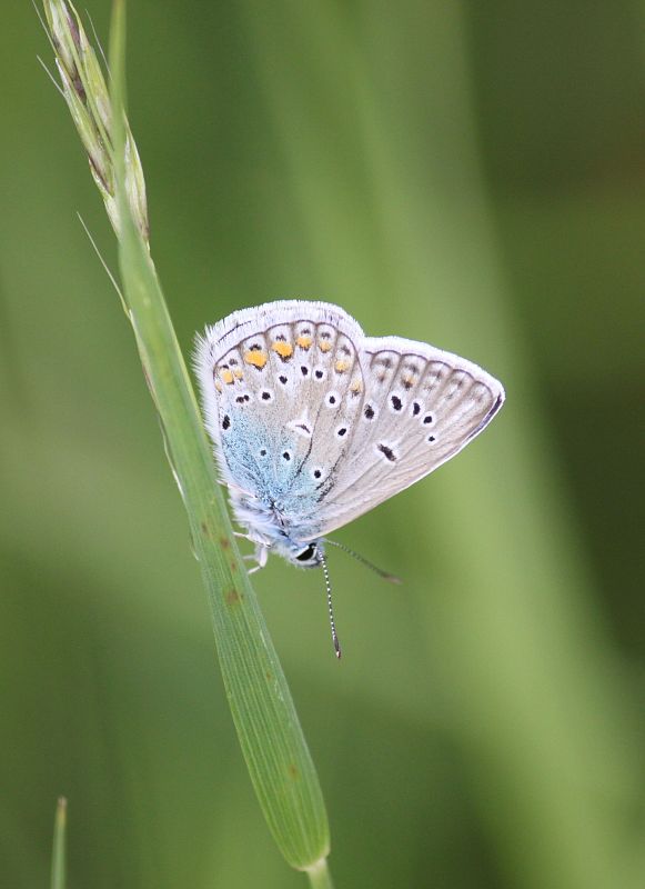 modráčik blankytný  Polyommatus thersites