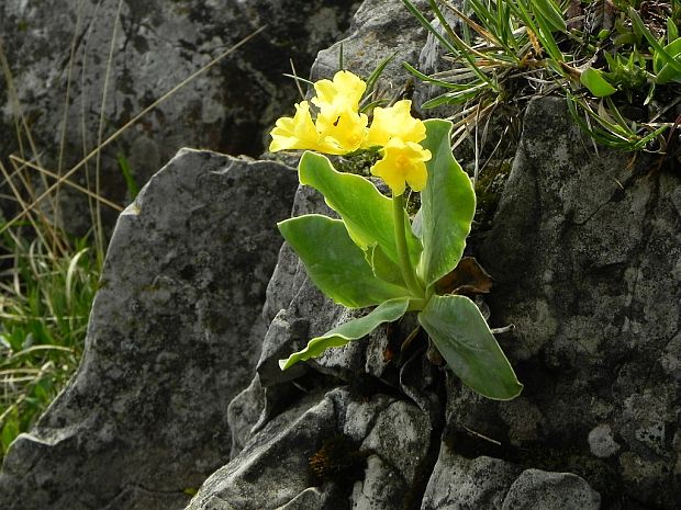 prvosienka holá Primula auricula L.