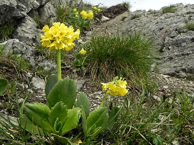 prvosienka holá Primula auricula L.