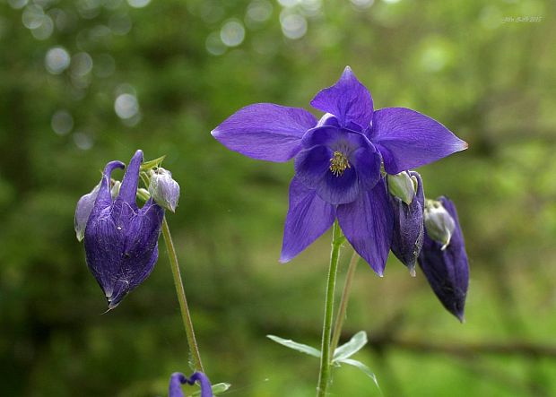 orlíček obyčajný Aquilegia vulgaris L.