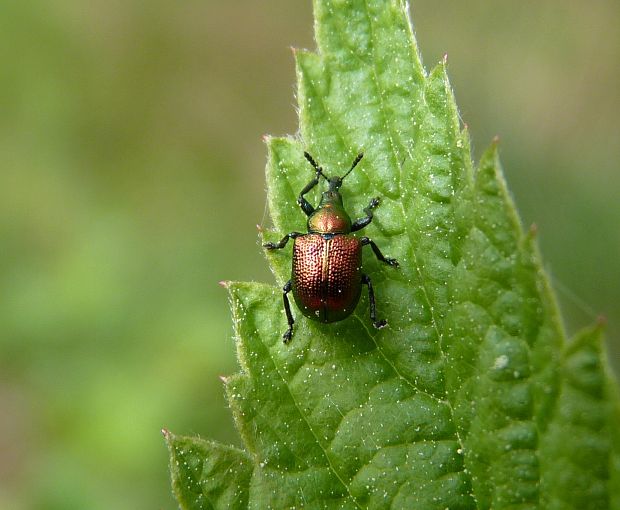 nosánik topolový / zobonoska topolová  Byctiscus populi