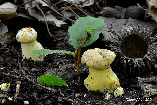 kuriatko jedlé Cantharellus cibarius Fr.