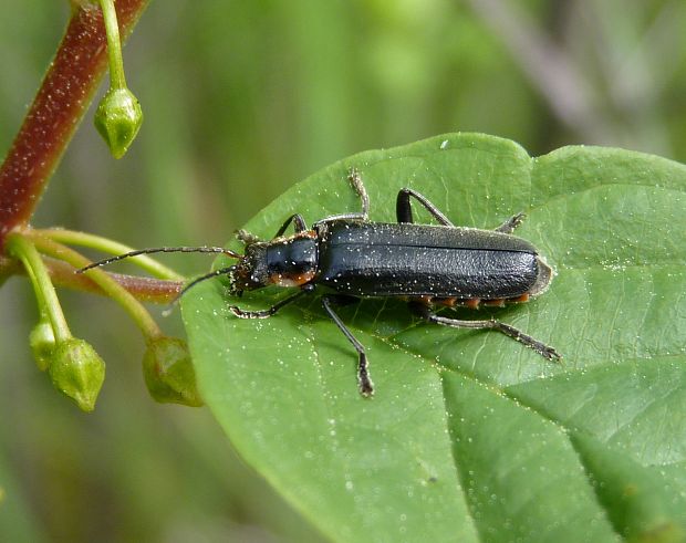 snehulčík / páteříček  Cantharis cf. paradoxa