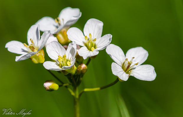 žerušnica Cardamine sp.