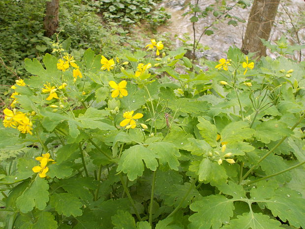 lastovičník väčší Chelidonium majus L.