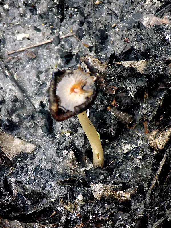 hnojník Coprinus sp.